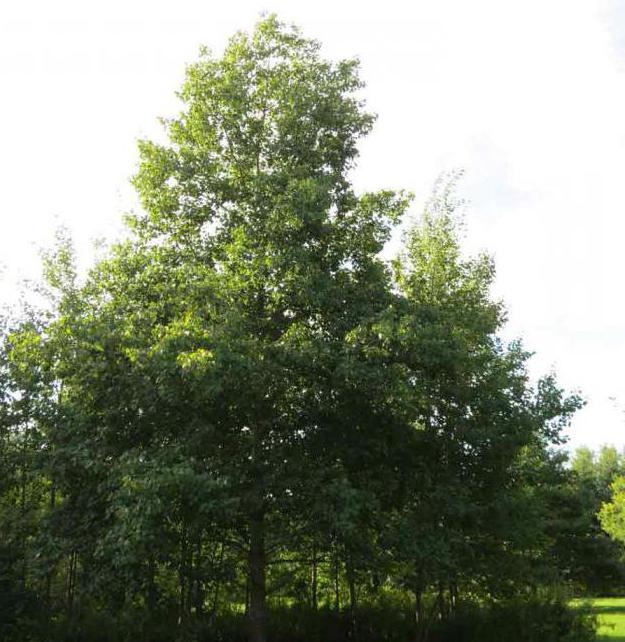осина дерево лист