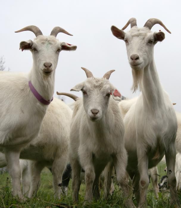 hunting and mating of goats are the main signs of hunting