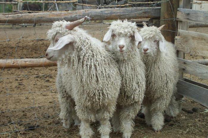 angora goat