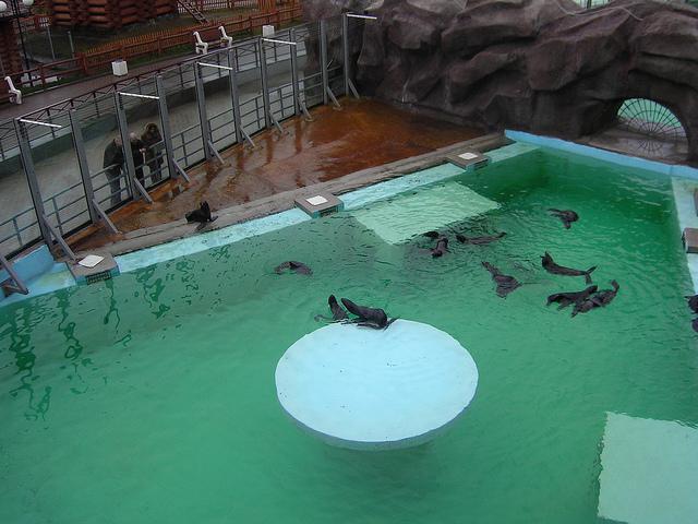 Udmurtia zoo