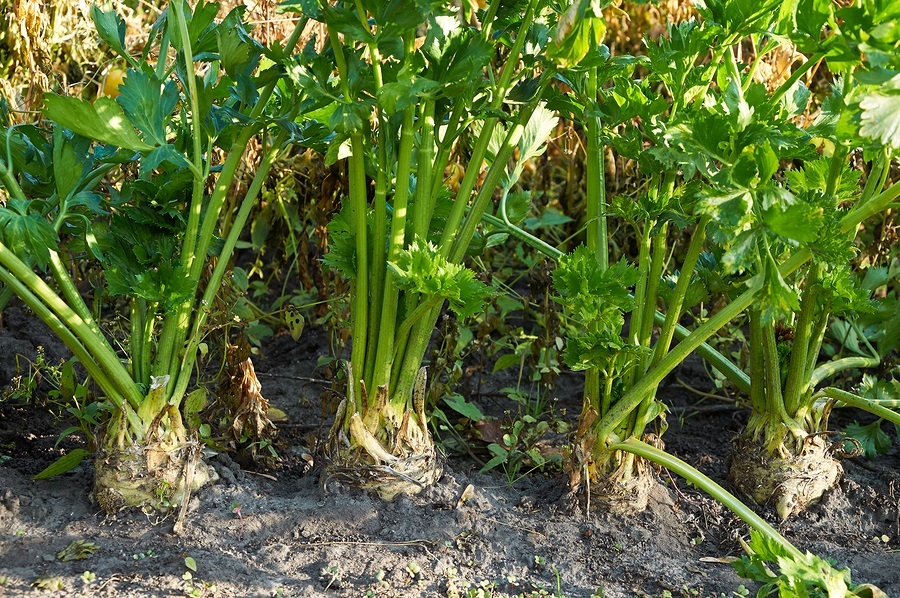 Как вырастить рассаду корневого сельдерея
