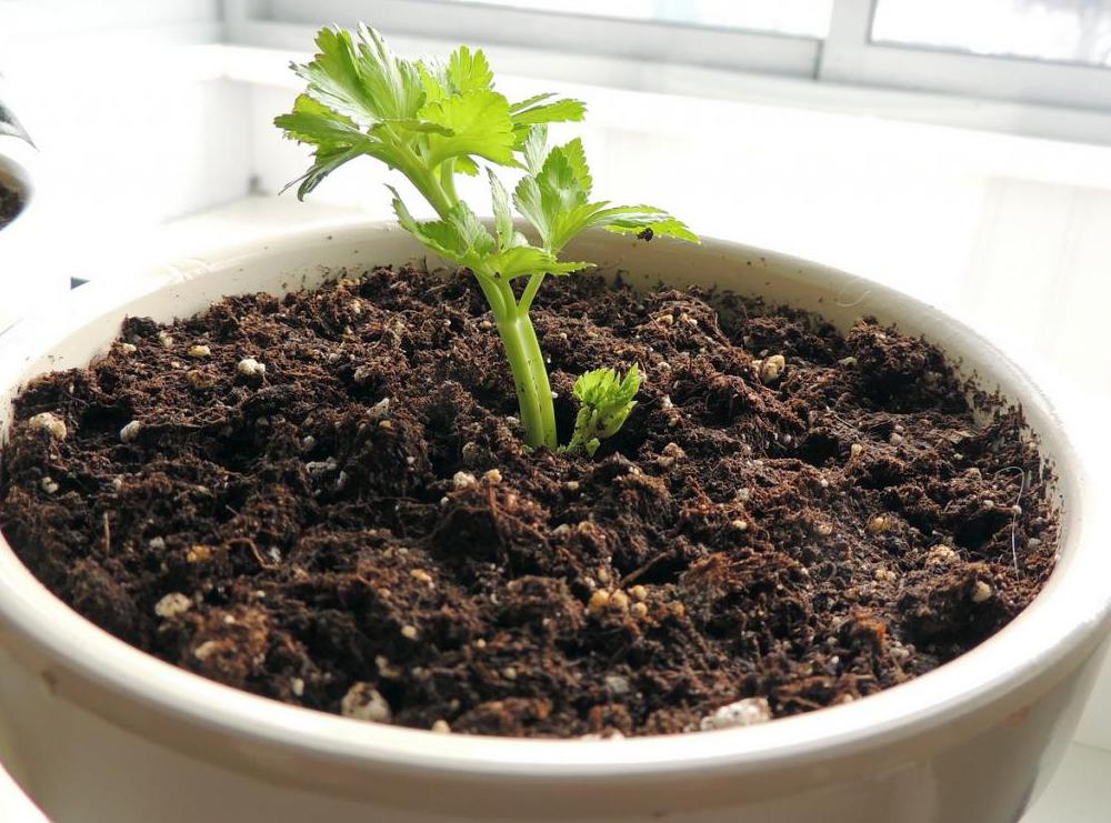 Как выращивать сельдерей корневой в домашних условиях