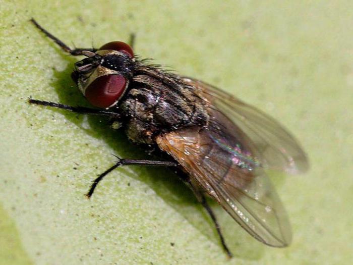 пятиглазое насекомое муха