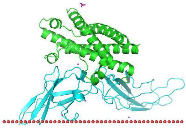 prolactin how to lower