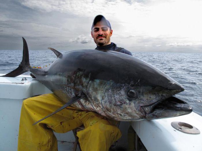 ловля тунца