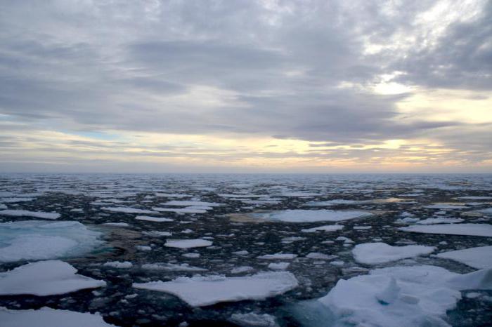 моллюски енисейского залива карского моря