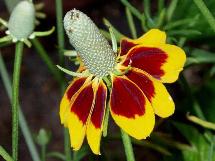 mexican hat