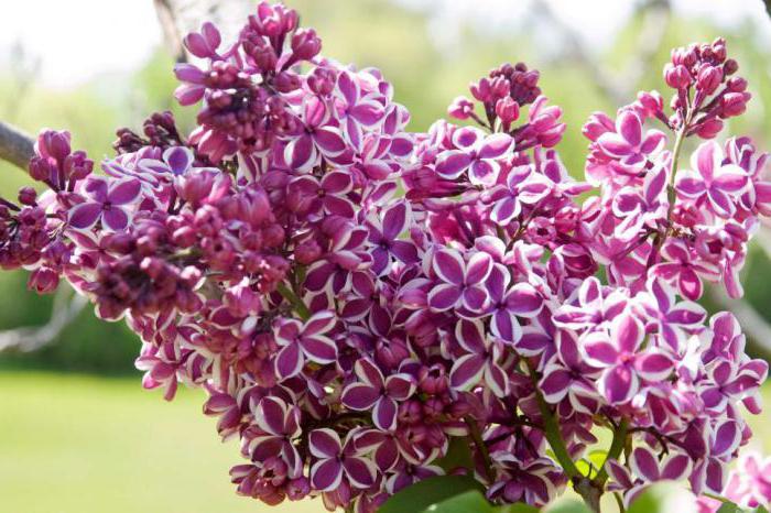 Цветы кустовые многолетники садовые высокие фото и названия