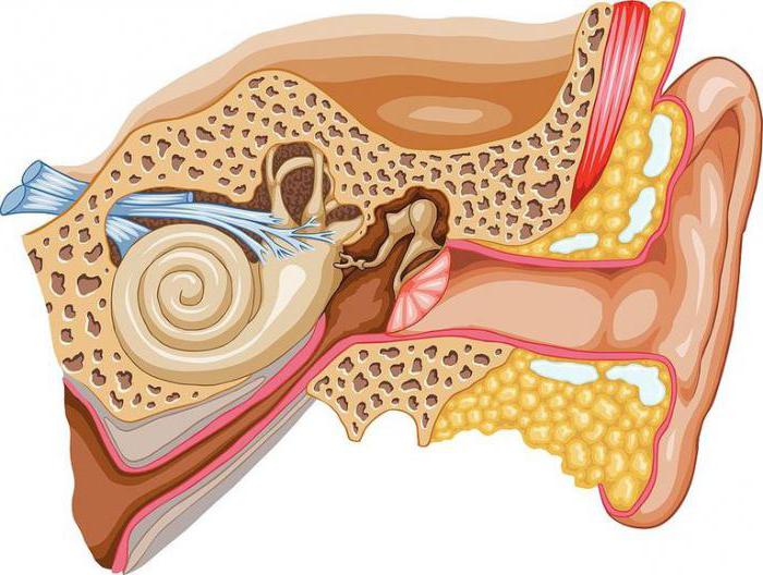 Гул в ухе: причины и способы лечения. Лечение шума в ушах народными .