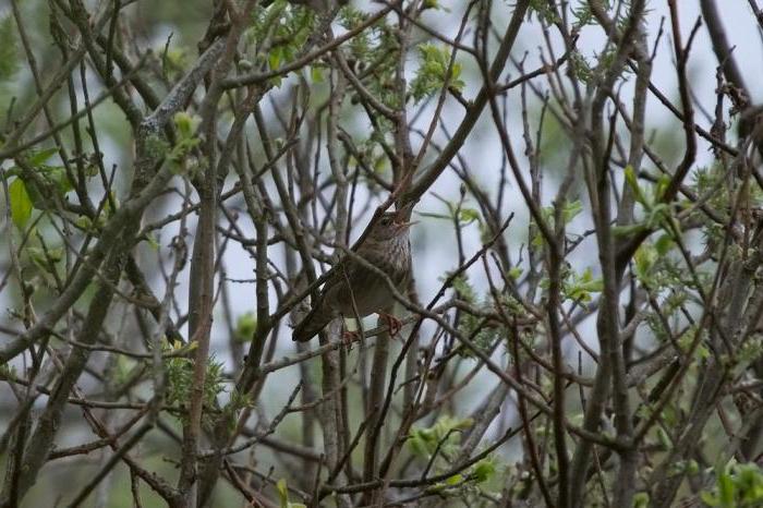 river cricket bird photo