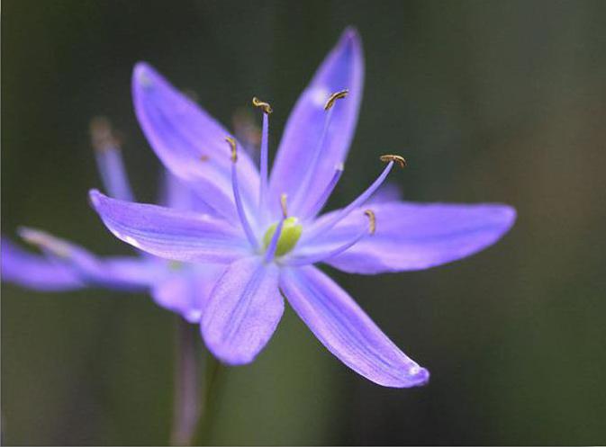цветок камассия фото