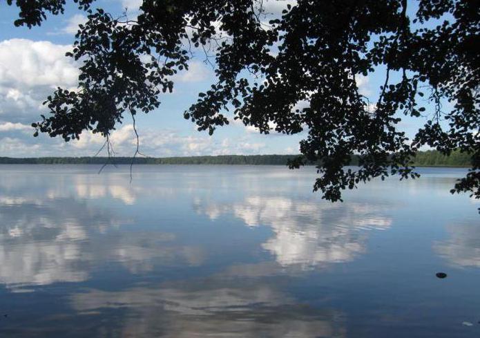 Белое озеро Беларусь Микашевичи
