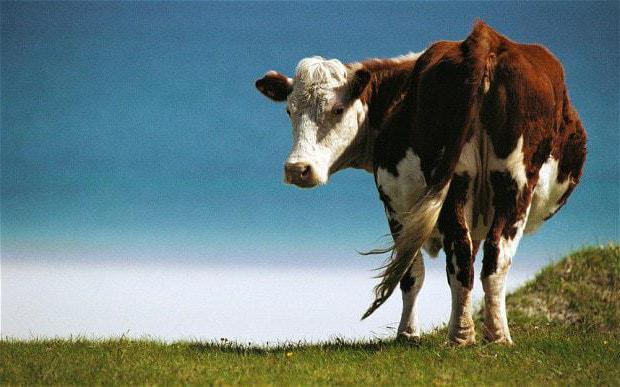 сколько корова вынашивает теленка