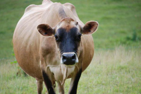 сколько месяцев корова вынашивает теленка