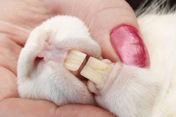 сколько у кролика зубов