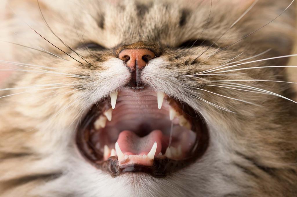 зубы кошки