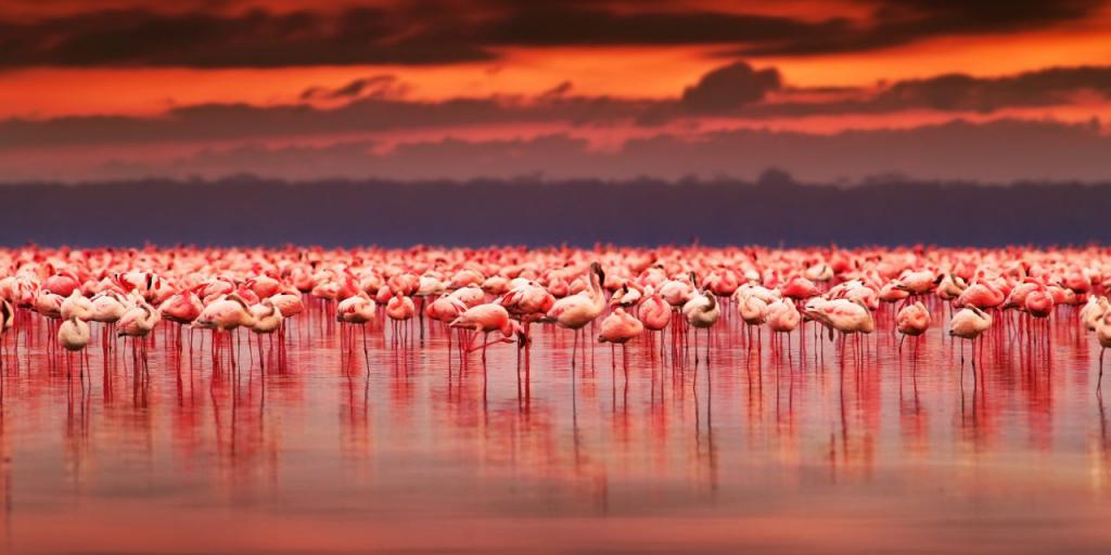 озеро Накуру в Кении
