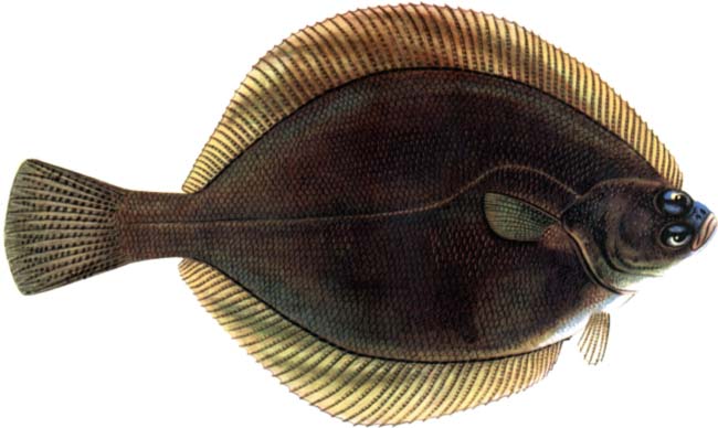 yellowfish flounder