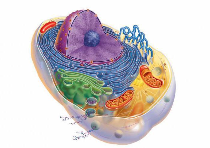 немембранные органоиды функции