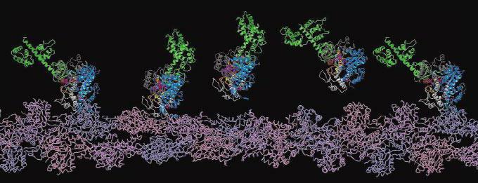 структура фибриллярных белков
