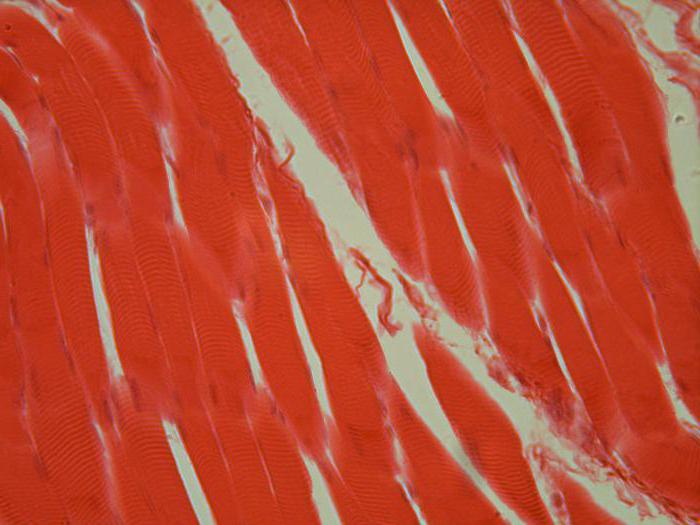 строение мышечной ткани человека