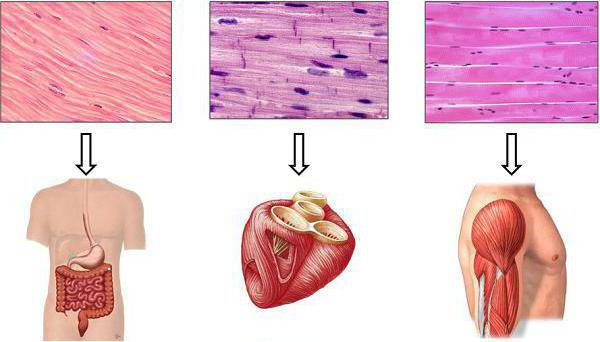 функции мышечных тканей