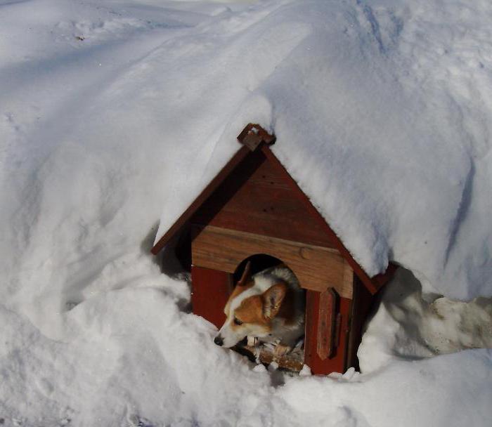 Утепление собачьей будки на зиму