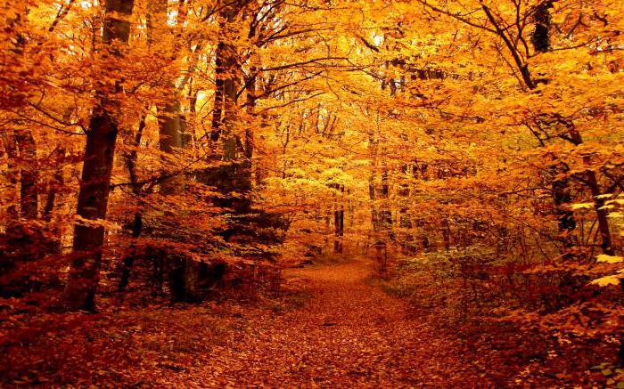 Tward forest in autumn