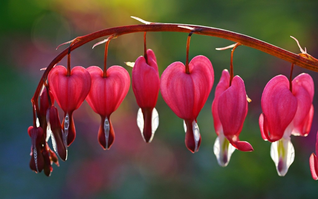 Цветок женское сердце фото