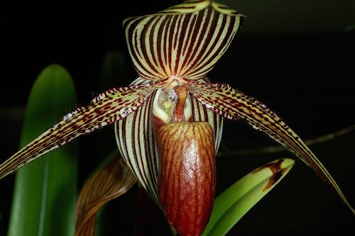 Орхидея «Золото Канабалу"