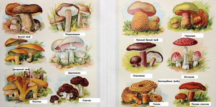 как выглядят грибы съедобные фото и описание 