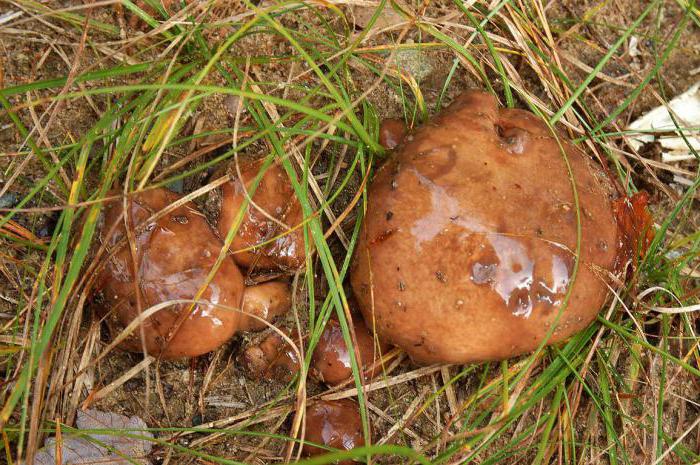 как выглядят грибы маслята съедобные