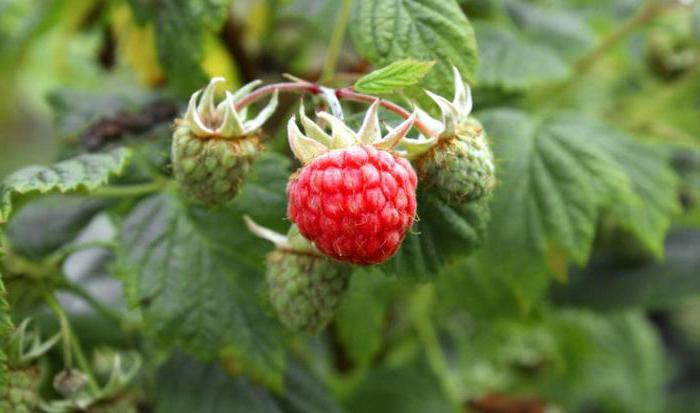 Raspberry Seeds