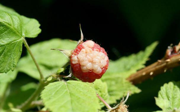 how to get raspberry seeds from berries