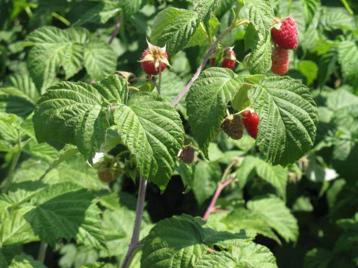 raspberry seeds