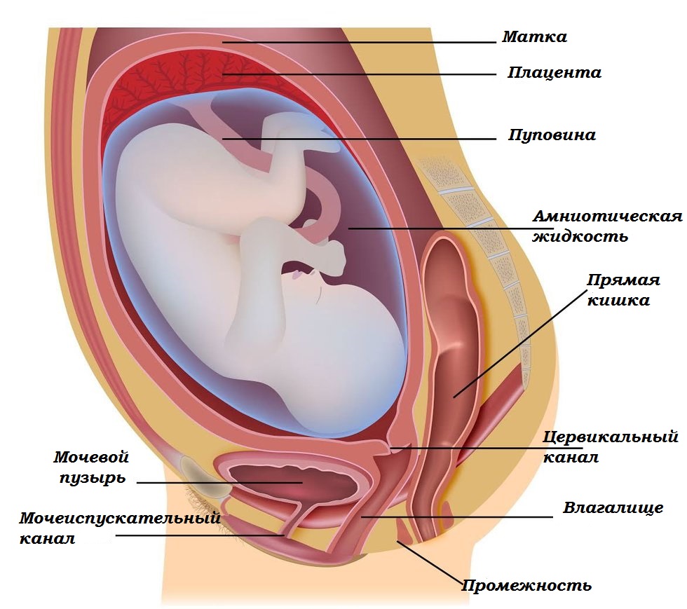 Недержание мочи у беременных