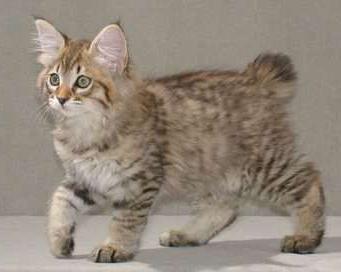 Karelian bobtail