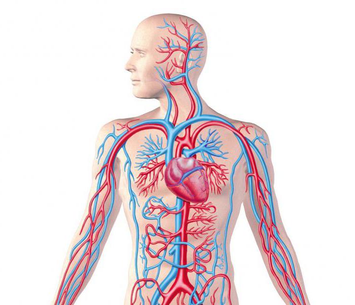 из каких органов состоит кровеносная система 