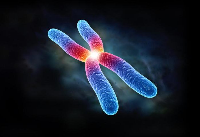 функции хромосом в клетке 