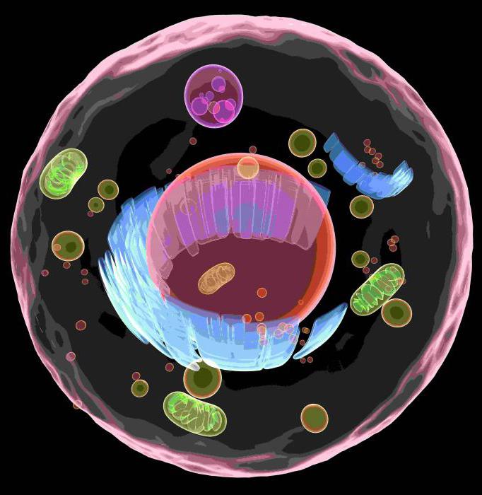 жизнедеятельность клетки дыхание питание размножение рост