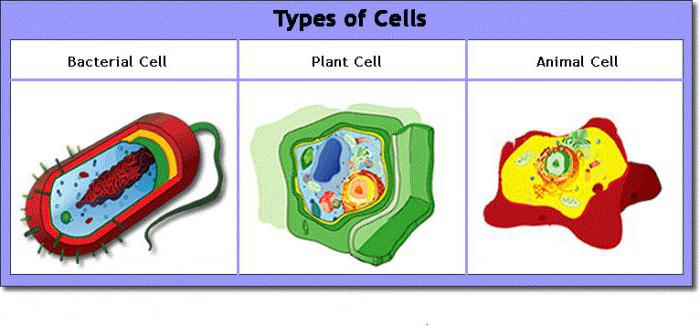 типы клеточной организации 