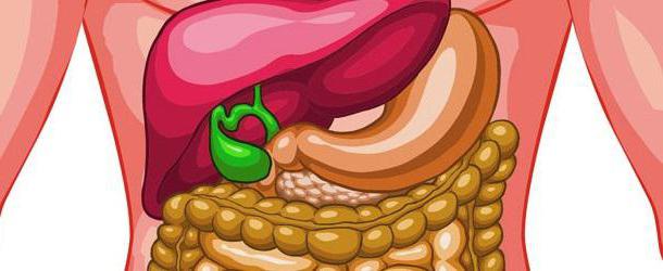 Роль желчи и сока поджелудочной железы в пищеварении thumbnail
