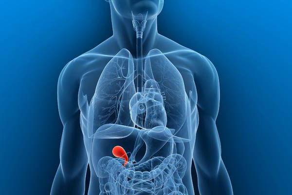 human bile anatomy bile structure