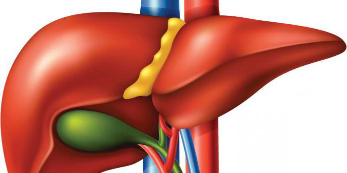 bile meaning and function