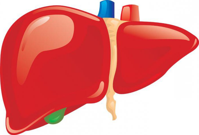 the role of bile in digestion