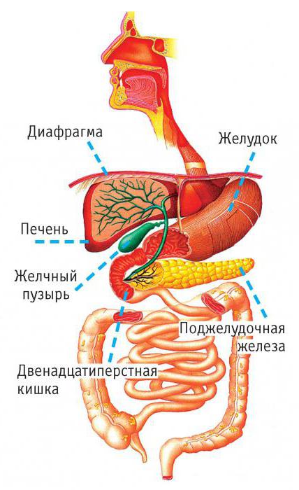 Где желчь находится у человека в картинках