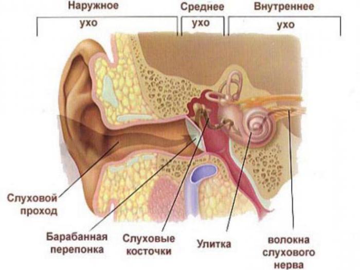 какова функция рецепторов