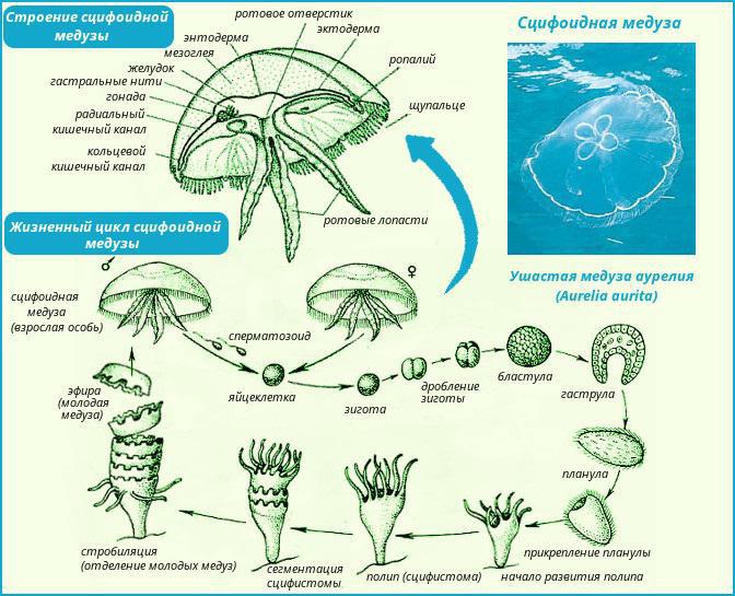 медуза строение тела 