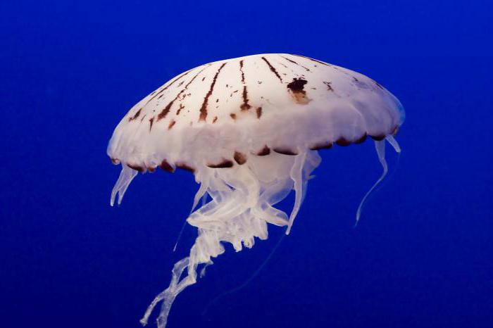 внешнее строение медузы 