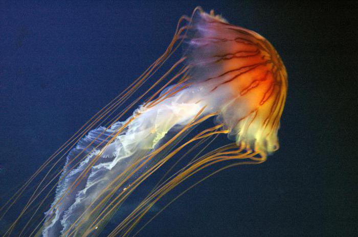 строение медузы 